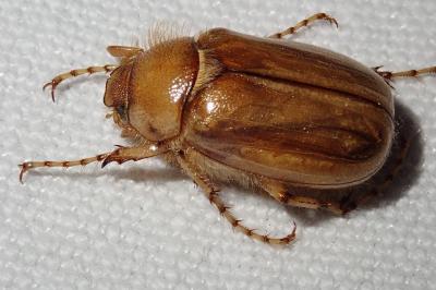 <i>Rhizotrogus marginipes</i>