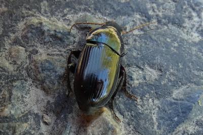 <i>Harpalus dimidiatus</i>