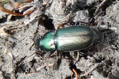 <i>Harpalus</i>