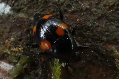 <i>Scaphidium quadrimaculatum</i>