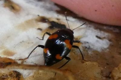 <i>Scaphidium quadrimaculatum</i>