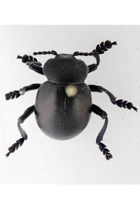 <i>Timarcha tenebricosa</i>