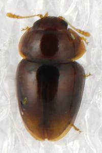 <i>Stilbus testaceus</i>