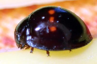 <i>Chilocorus bipustulatus</i>