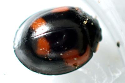 <i>Exochomus quadripustulatus</i>