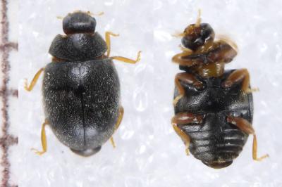 <i>Scymnus rubromaculatus</i>