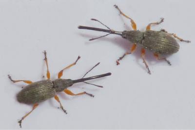 <i>Rhopalapion longirostre</i>