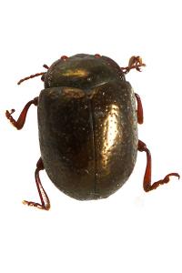 <i>Chrysolina bankii</i>