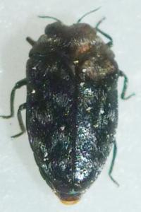 <i>Trachys minutus</i>