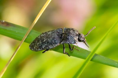 <i>Agrypnus murinus</i>