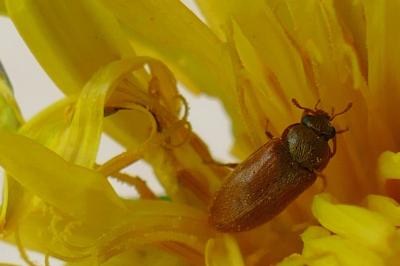 <i>Byturus ochraceus</i>