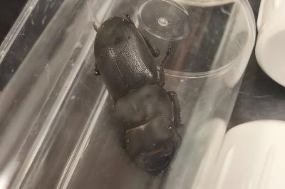 <i>Dorcus parallelipipedus</i>