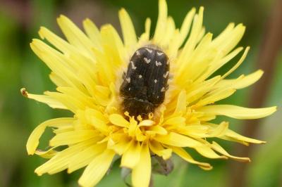 <i>Tropinota hirta</i>