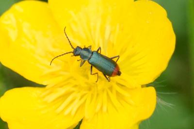 <i>Malachius bipustulatus</i>