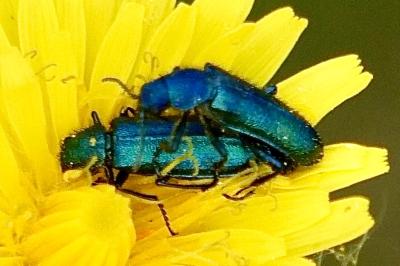 <i>Psilothrix viridicoerulea</i>