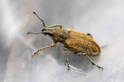 <i>Tanymecus palliatus</i>