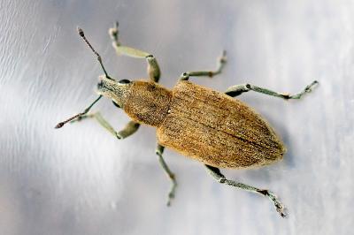 <i>Tanymecus palliatus</i>