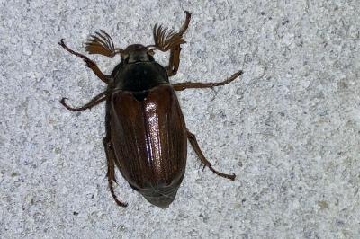 <i>Melolontha melolontha</i>