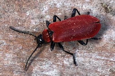 <i>Pyrochroa coccinea</i>