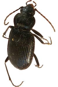 <i>Nebria salina</i>