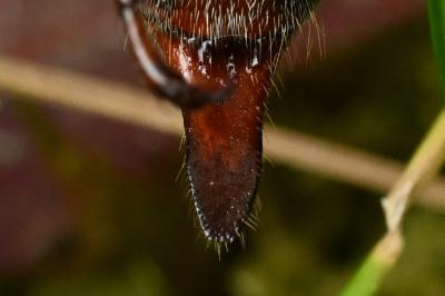 <i>Melolontha melolontha</i>