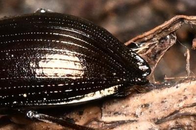 <i>Stenomax aeneus</i>