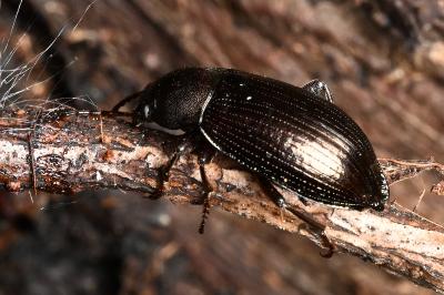 <i>Stenomax aeneus</i>
