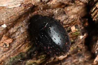 <i>Nosodendron fasciculare</i>