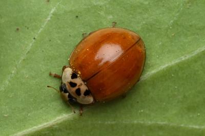 <i>Harmonia axyridis</i>