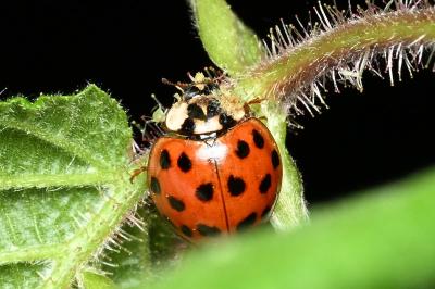 <i>Harmonia axyridis</i>