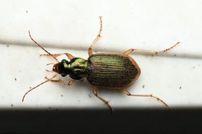 <i>Chlaenius vestitus</i>