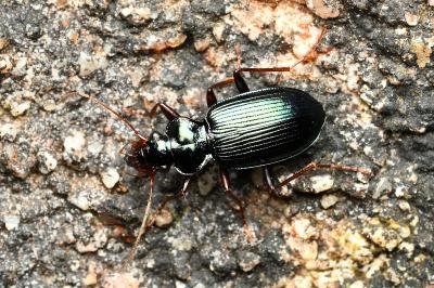 <i>Leistus spinibarbis</i>