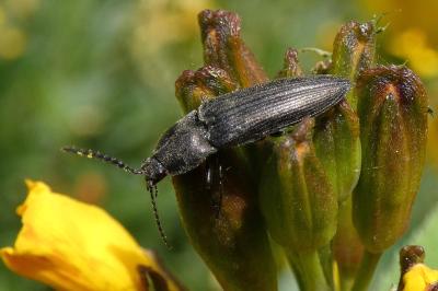 <i>Cidnopus pilosus</i>