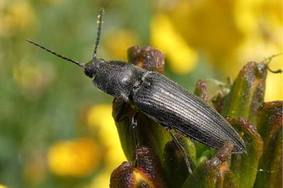 <i>Cidnopus pilosus</i>