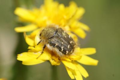 <i>Tropinota hirta</i>