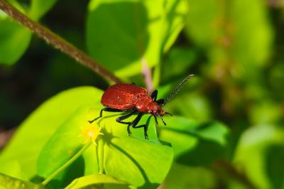 <i>Pyrochroa serraticornis</i>