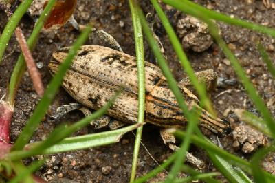 <i>Mecaspis alternans</i>