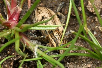 <i>Mecaspis alternans</i>