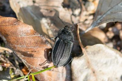 <i>Silpha carinata</i>