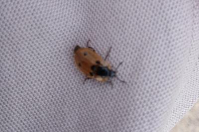 <i>Dendroxena quadrimaculata</i>