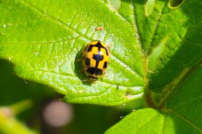 <i>Propylea quatuordecimpunctata</i>