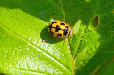 <i>Propylea quatuordecimpunctata</i>