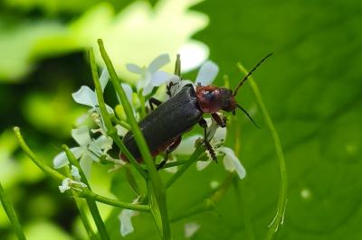 <i>Cantharis rustica</i>