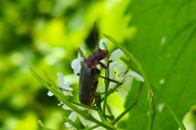 <i>Cantharis rustica</i>