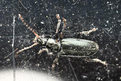 <i>Orsodacne humeralis</i>