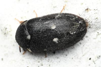 <i>Attagenus pellio</i>