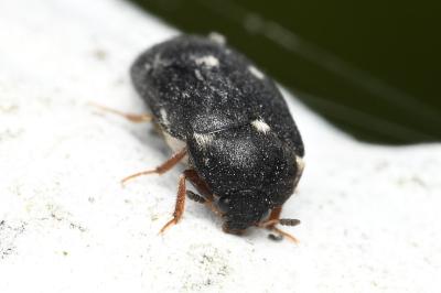 <i>Attagenus pellio</i>