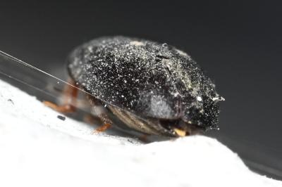 <i>Attagenus pellio</i>