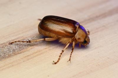 <i>Rhizotrogus aestivus</i>