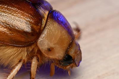 <i>Rhizotrogus aestivus</i>